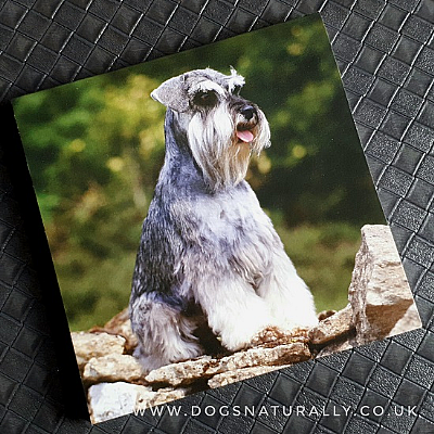 Schnauzer Magnetic Note Pad Square